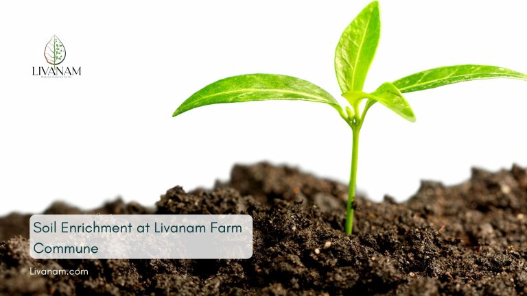 What is Soil Conservation- livanam.com